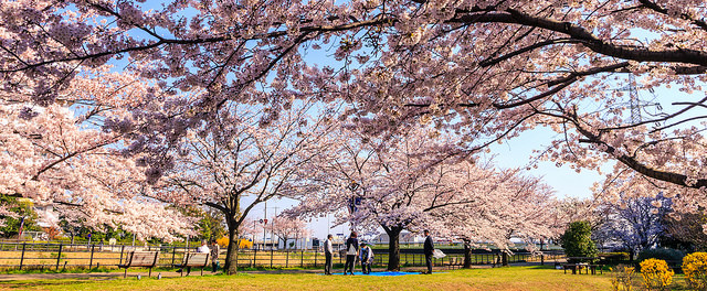 hanami-cherry-blossom