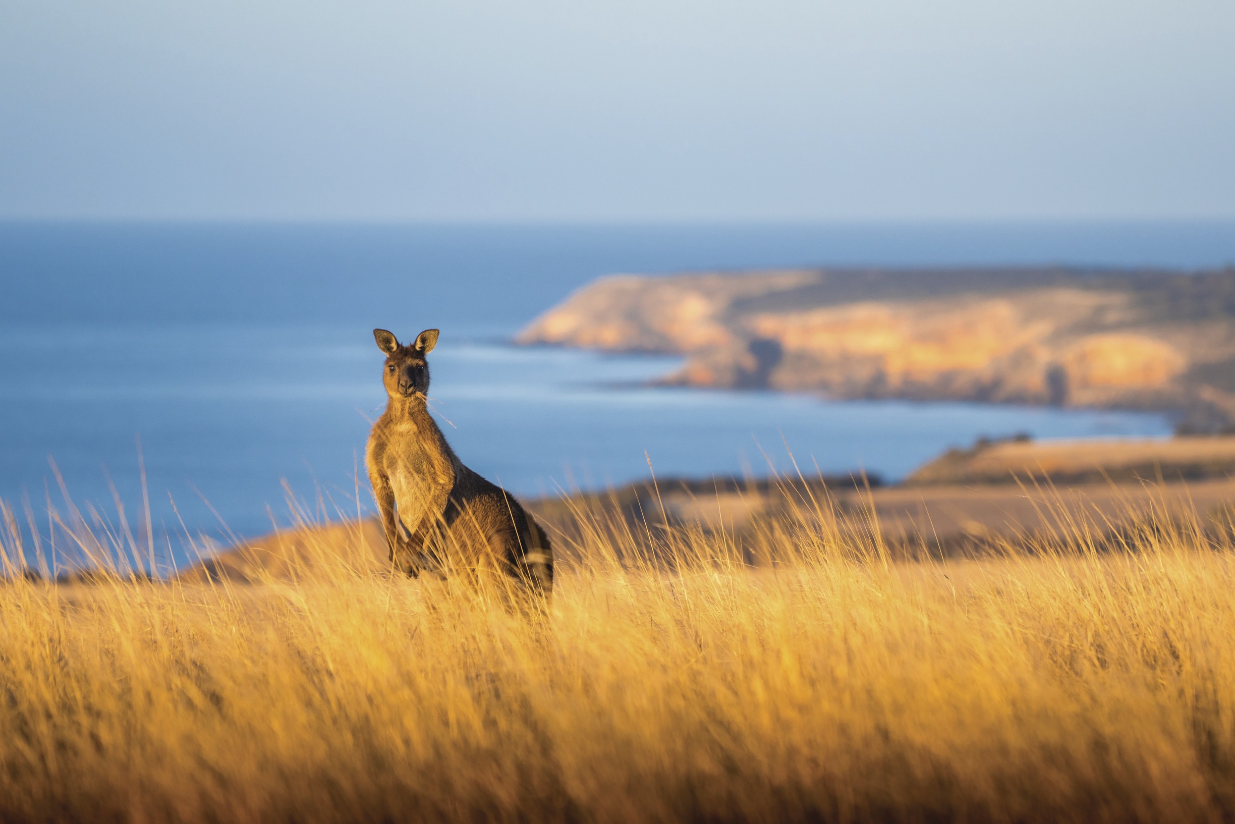 Kangaroo Island, South Australia