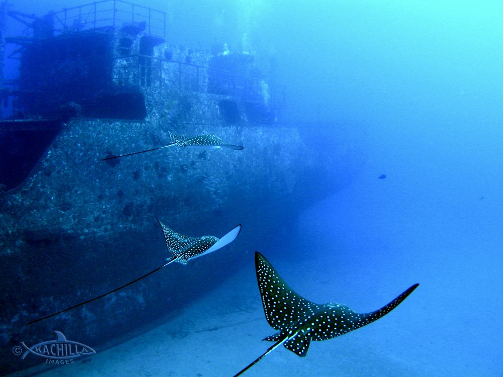 The ghostly Sea Tiger shipwreck in Honolulu