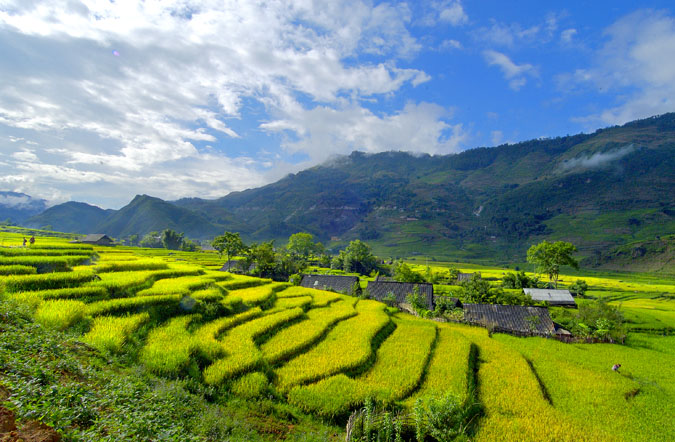 Rice field terraces, Sapa, Vietnam