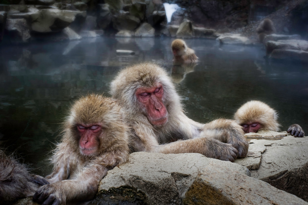 Sleeping snow monkeys at Kanbayashi Onsen, Japan