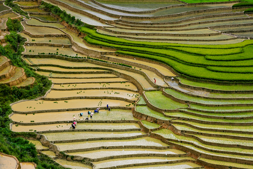 The cascading rice terraces of Mu Cang Chai, Vietnam